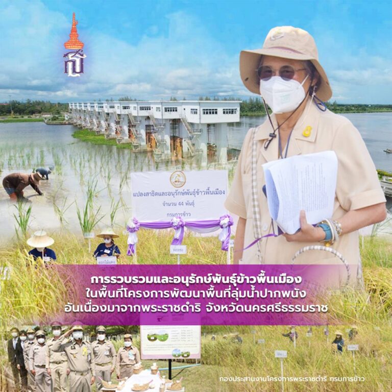 การรวบรวมและอนุรักษ์พันธุ์ข้าวพื้นเมืองในพื้นที่โครงการพัฒนาพื้นที่ลุ่มน้ำปากพนังอันเนื่องมาจากพระราชดำริ จังหวัดนครศรีธรรมราช