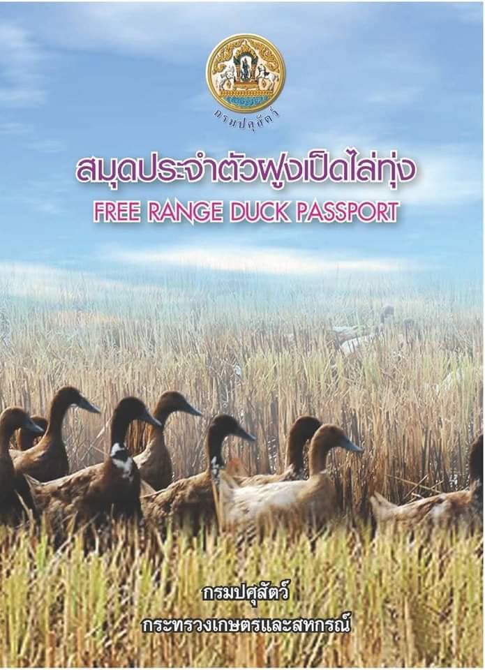 “เป็ดไล่ทุ่ง” วิถีชีวิตเกษตรกรไทย กรมปศุสัตว์ เสริมแกร่ง “ออกสมุดประจำฝูงเป็ด” ยกระดับการเลี้ยงให้ปลอดภัย ปลอดโรค เพิ่มความมั่นใจผู้บริโภค